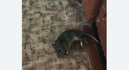 Дезинфекция от мышей в Калачинске