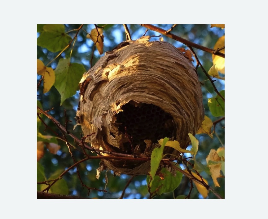 Обработка от шершней в Калачинске