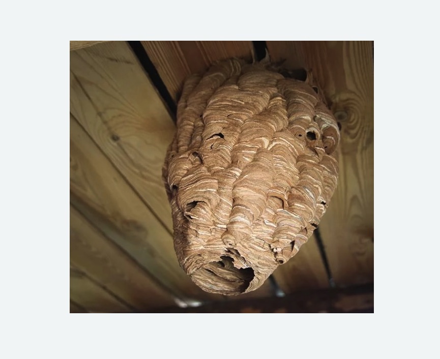 обработка от шершней в Калачинске