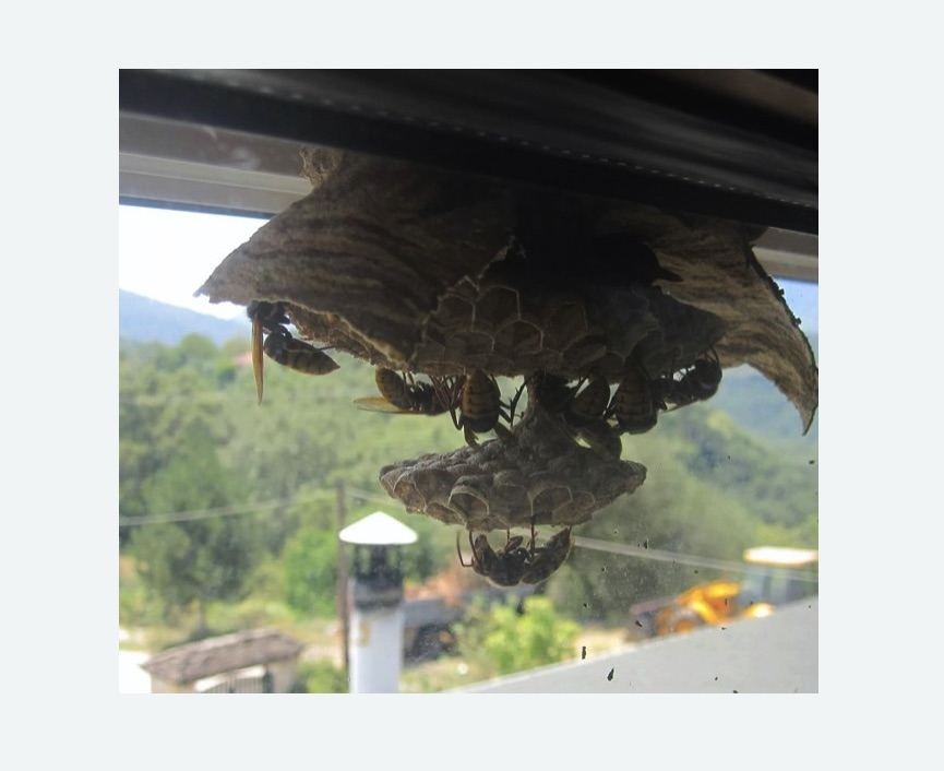 Уничтожение гнёзд шершней в Калачинске