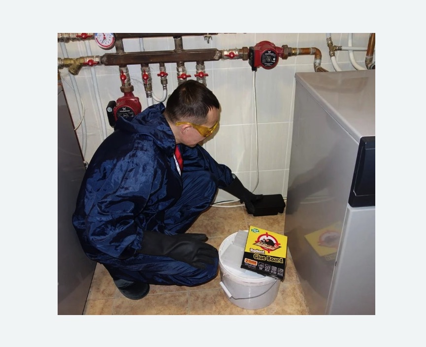 Уничтожение крыс Уничтожение крыс в Калачинске