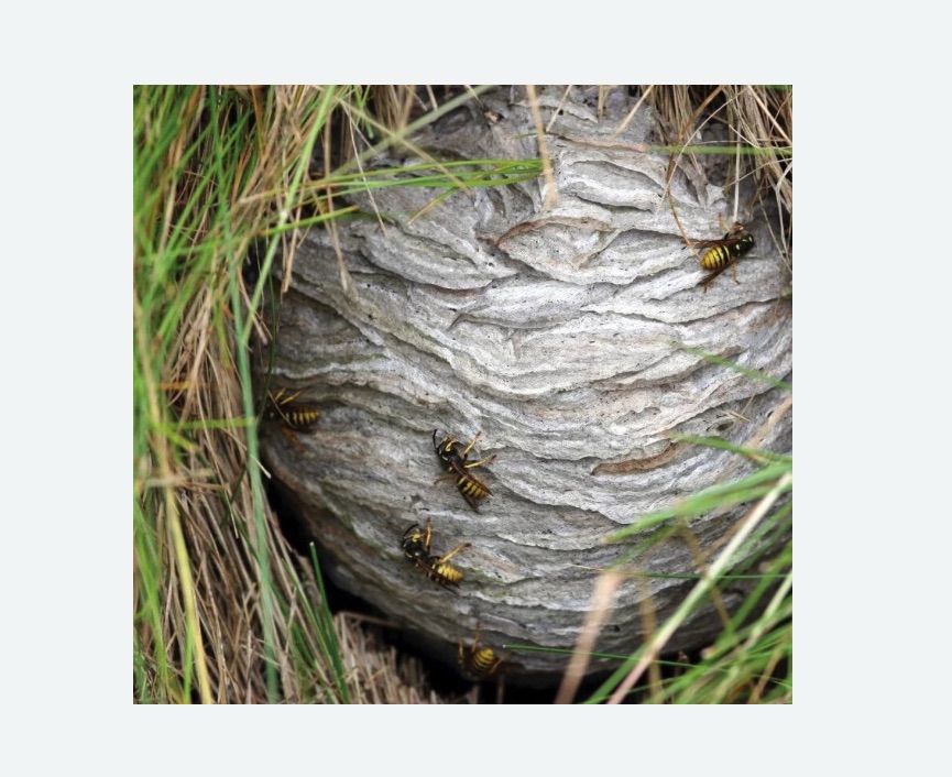 Уничтожение ос и ульев в Калачинске